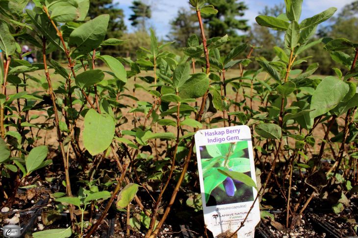 The small bushes looked so fragile, but they'll overwinter well and start producing a small about of Haskap berries next spring.