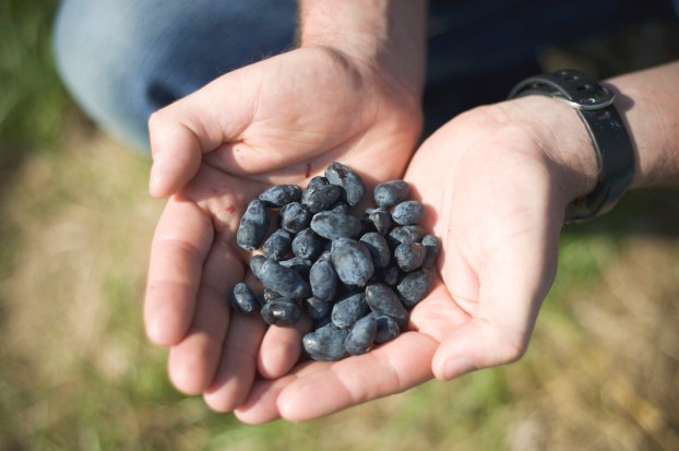 Haskap berries are deep in colour and rich in flavour. ~ Kira Curtis photo