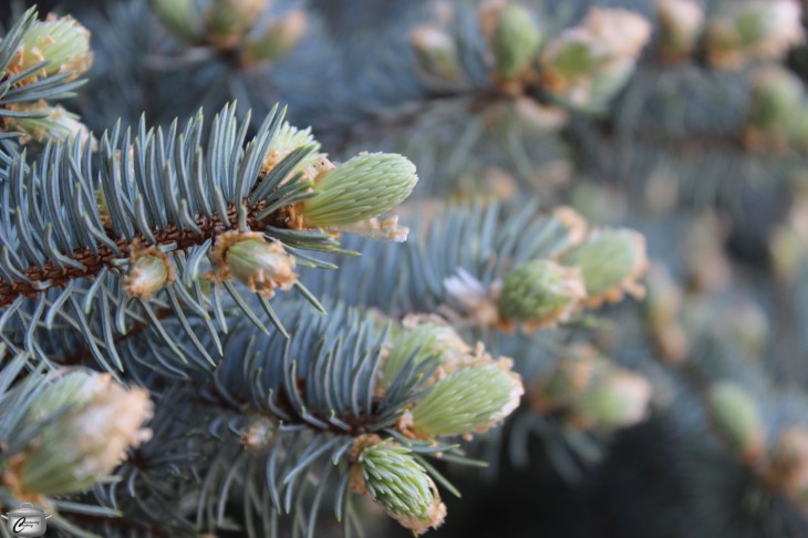 Spruce_Cider_Tips_watermarked